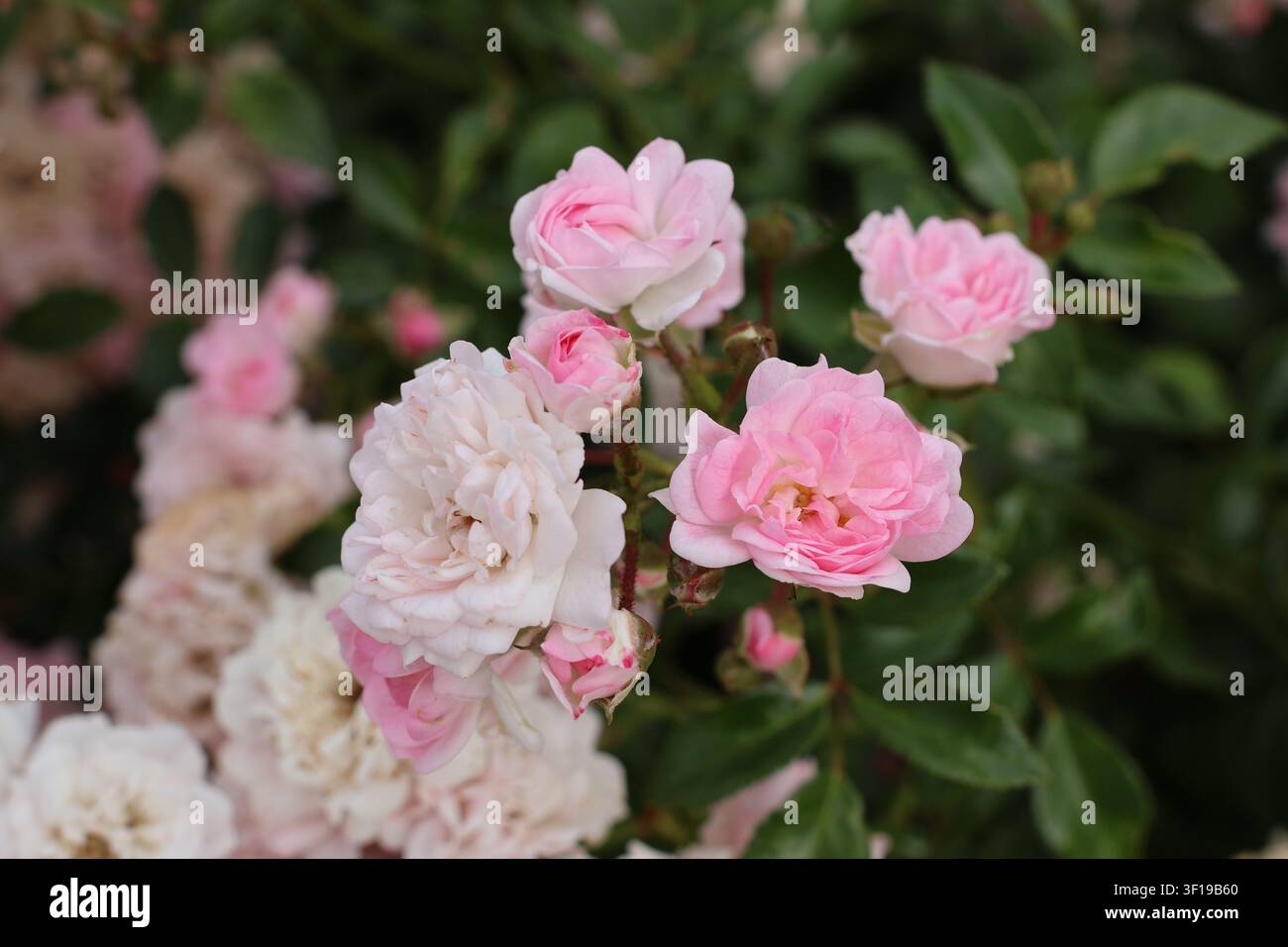 Rosa und Weiße Rosen Rosa Multiflora Stockfoto