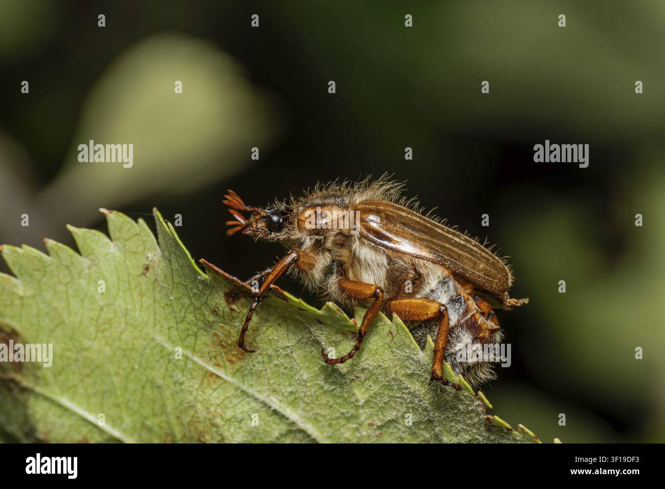 Europäischer Maikäfer (Amphimallon solstitiale), Maikäfer auf einem Apfelbaumblatt, Bodensee, Baden-Wuerttemberg, Deutschland Stockfoto