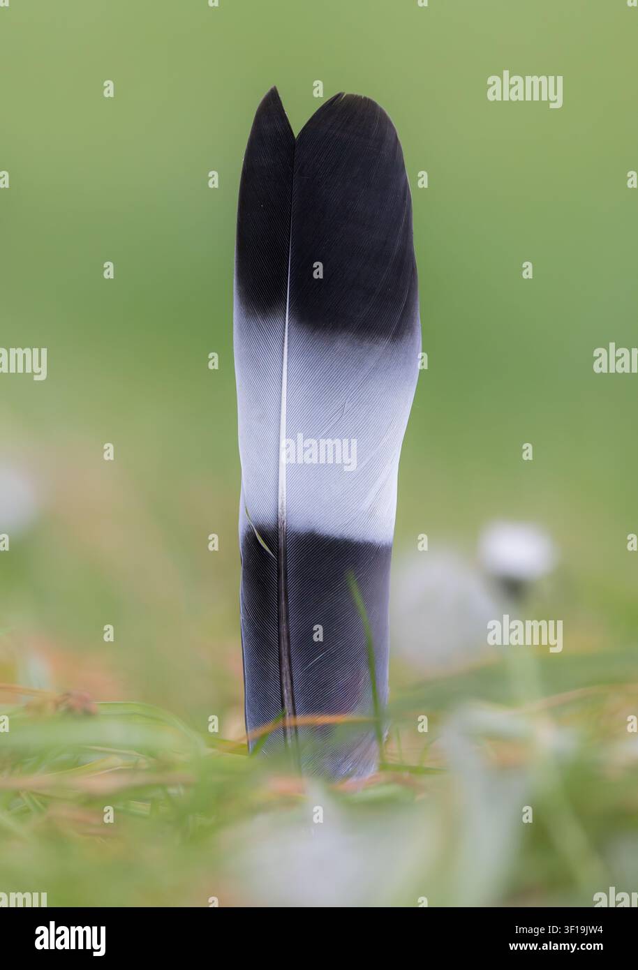 Feder einer Elster, die im Gras aufrecht steht Stockfoto