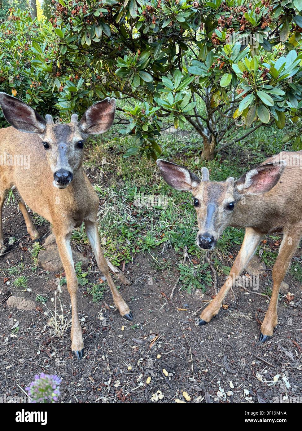 Zwei junge Hirsche mit kleinen flauschigen Geweihen, ganz nah. - Smartphone-aufgenommenes Stockfoto