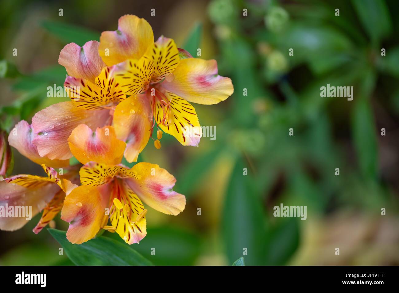 Farbenfrohe Blumen wachsen zwischen grünen Blättern in der Gartengestaltung Stockfoto