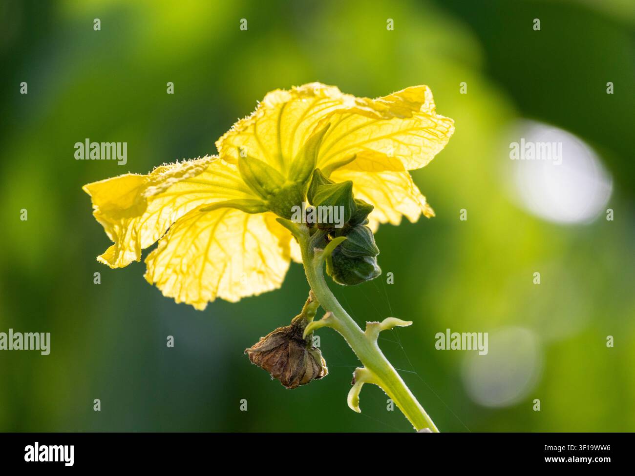 Hellgelbe Blume vor einem cremegrünen Hintergrund; die Blume leuchtet, während das Sonnenlicht dahinter scheint. Stockfoto