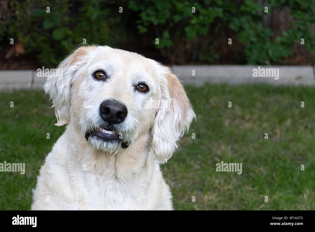 Ein weißer Haushund in einem Hinterhof mit grüner Rasenhintergrund. Stockfoto