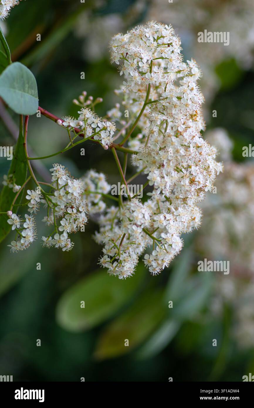 Nahaufnahme von Photinia-Blüte, Heckenpflanzen, blühende Hecke, pflegeleichte Sträucher. Stockfoto