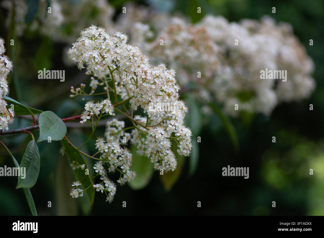 Nahaufnahme von Photinia-Blüte, Heckenpflanzen, blühende Hecke, pflegeleichte Sträucher. Stockfoto
