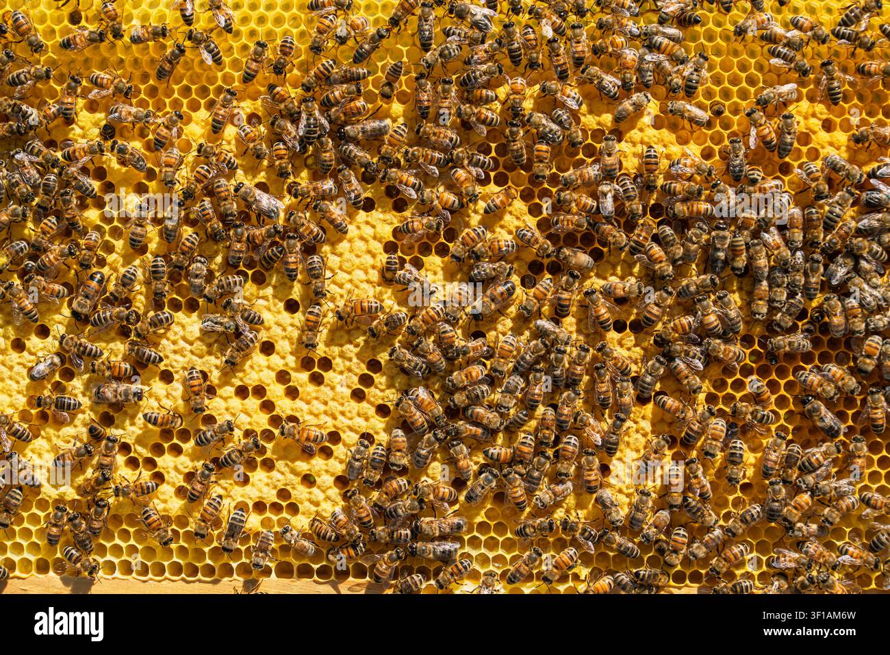 Honigbienen, die an einem gelben Wabenrahmen in einer kommerziellen hölzernen Bienenstockstruktur arbeiten Stockfoto