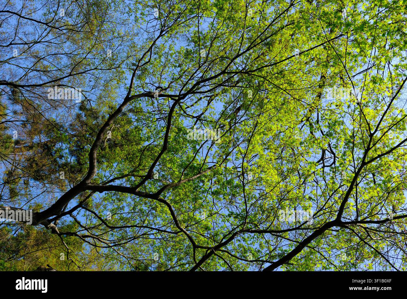 Aufblick zu Baumästen mit frischen grünen Frühlingsblättern vor einem klaren blauen Himmel, der einen hellen natürlichen Hintergrund mit einer ruhigen Outdoor-Stimmung erzeugt. Stockfoto