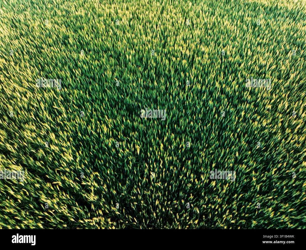 Nahaufnahme von leuchtend grünem Gras Stockfoto