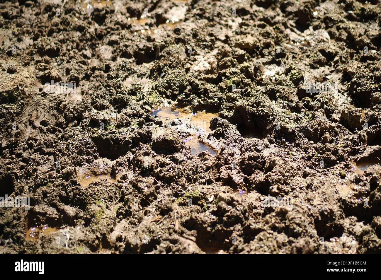 Muddy Terrain zeigt Pfützen und trockene Erde während des Tages Stockfoto