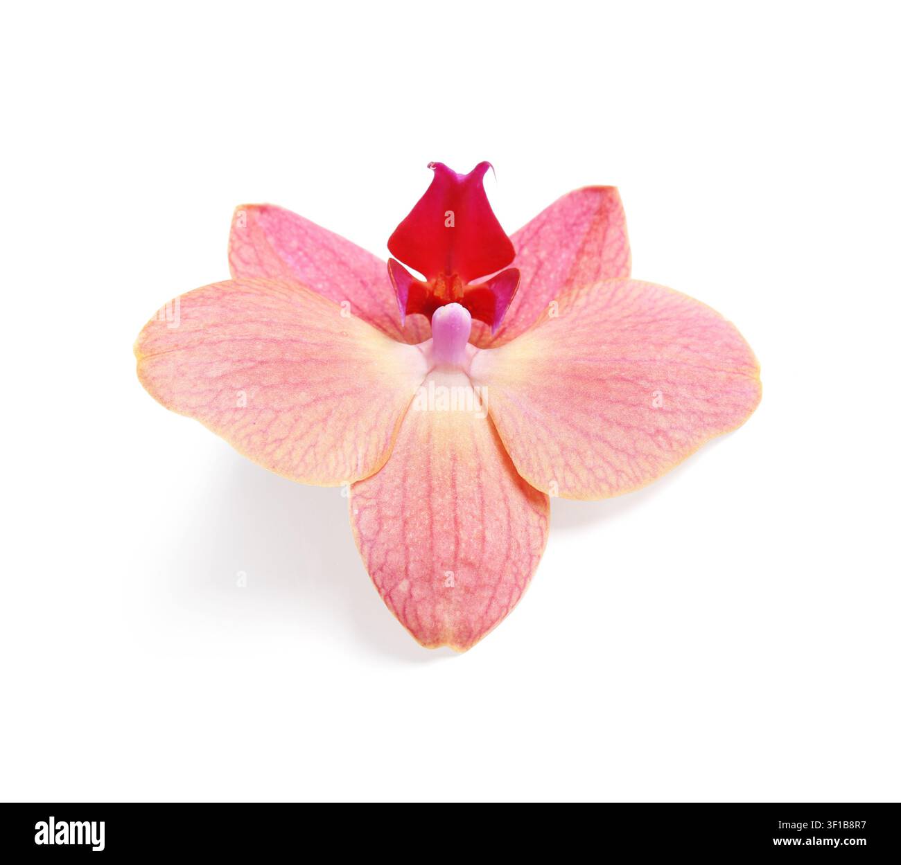 Rosa Phalaenopsis-Orchideenblüte mit rotem und violettem Zentrum, tropische Pflanze isoliert auf einem sauberen weißen Hintergrund Stockfoto