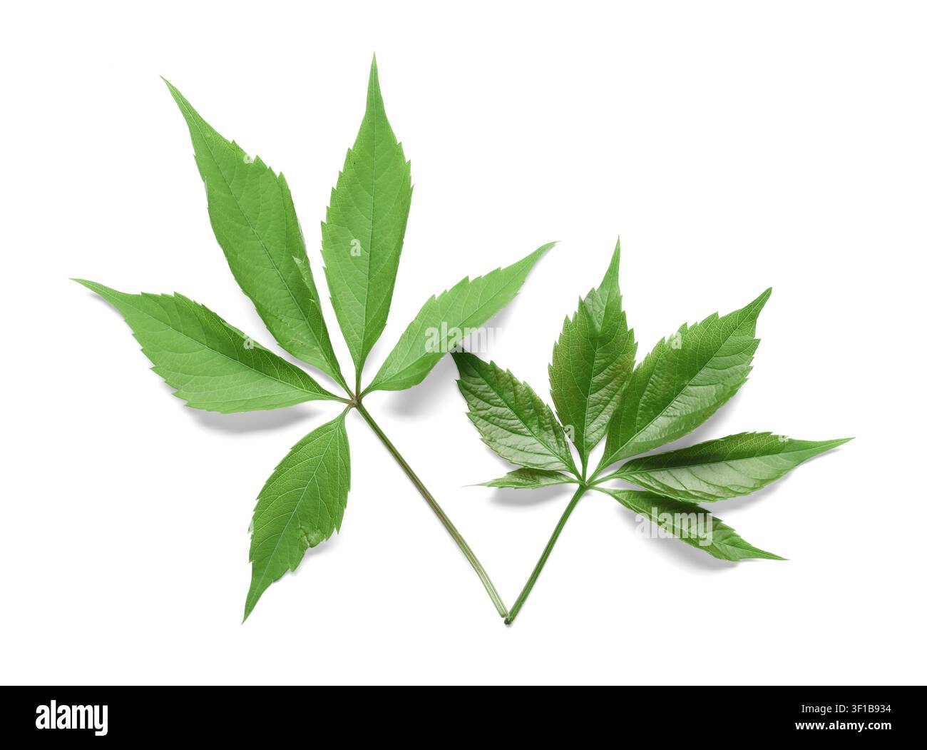 Zwei frische grüne Virginia-Creeper-Blätter mit gezackten Rändern und spitzen Spitzen, isoliert auf einem sauberen weißen Hintergrund, die Blätter haben gezackte Ränder Stockfoto