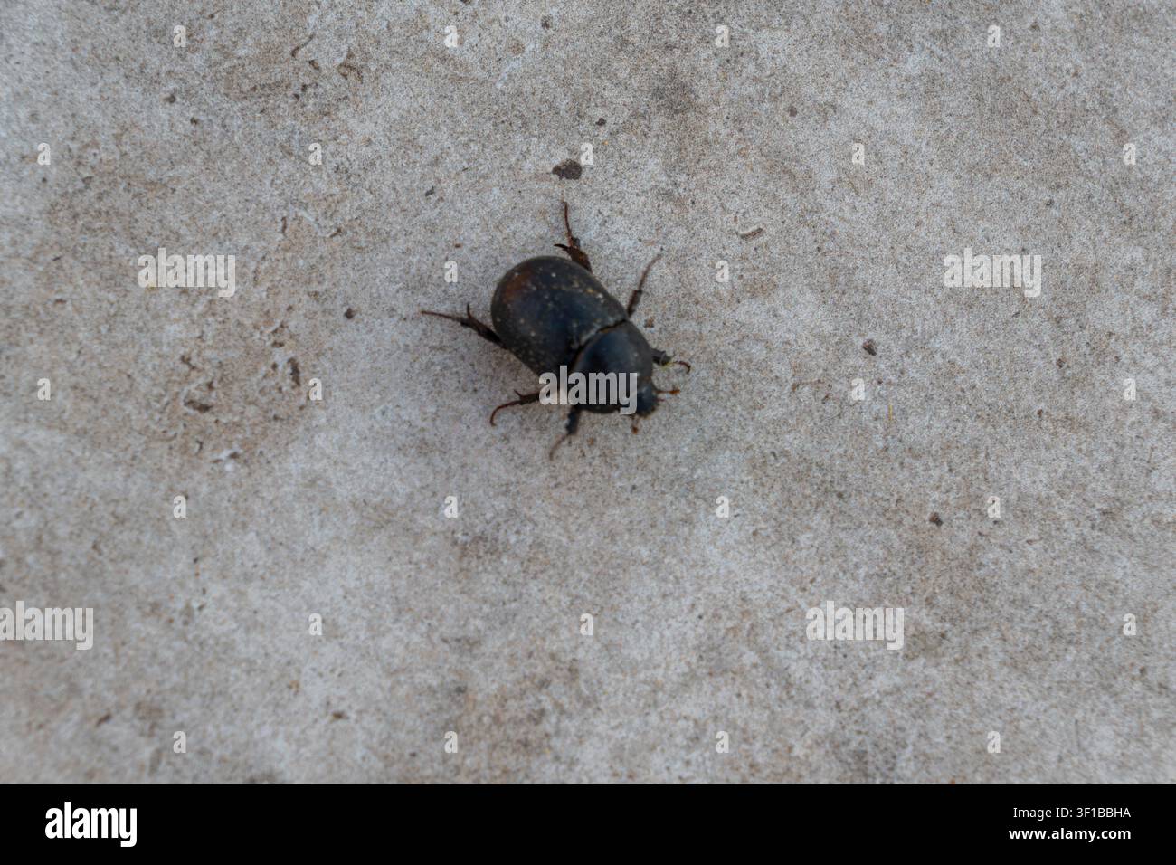 Schwarzer Maiskäfer Pentodon idiota kriecht über eine strukturierte graue Betonoberfläche im hellen Tageslicht. Stockfoto