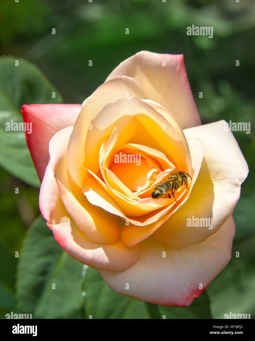 Ein Rosenknospe mit einer Biene, die darauf sitzt. Nahaufnahme einer Rose. Stockfoto