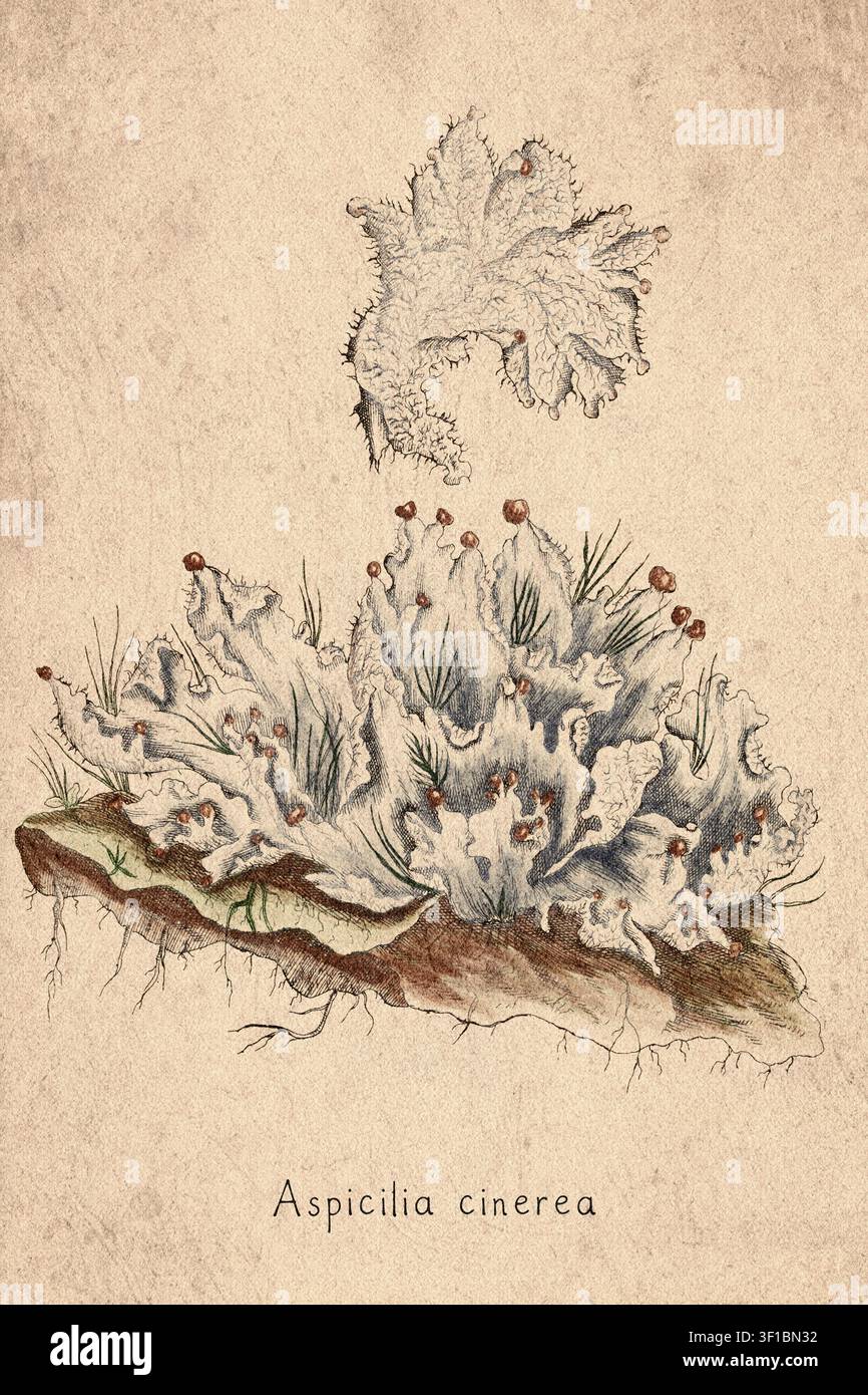 Aschfarbener Flechten-Botanik-Illustration aus dem 18. Jahrhundert Stockfoto