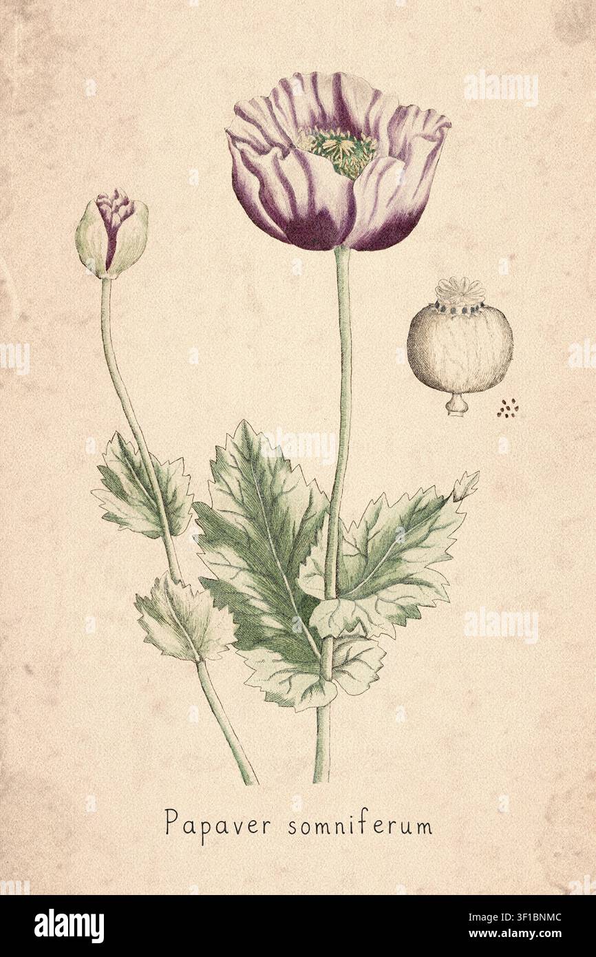 Botanische Illustration einer Schwarzen Mohnblume aus dem 18. Jahrhundert Stockfoto