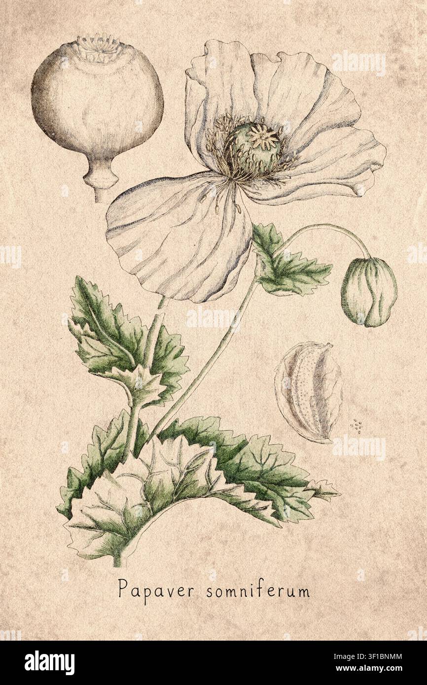 Weiße Mohn-Blumenillustration aus dem 18. Jahrhundert Stockfoto