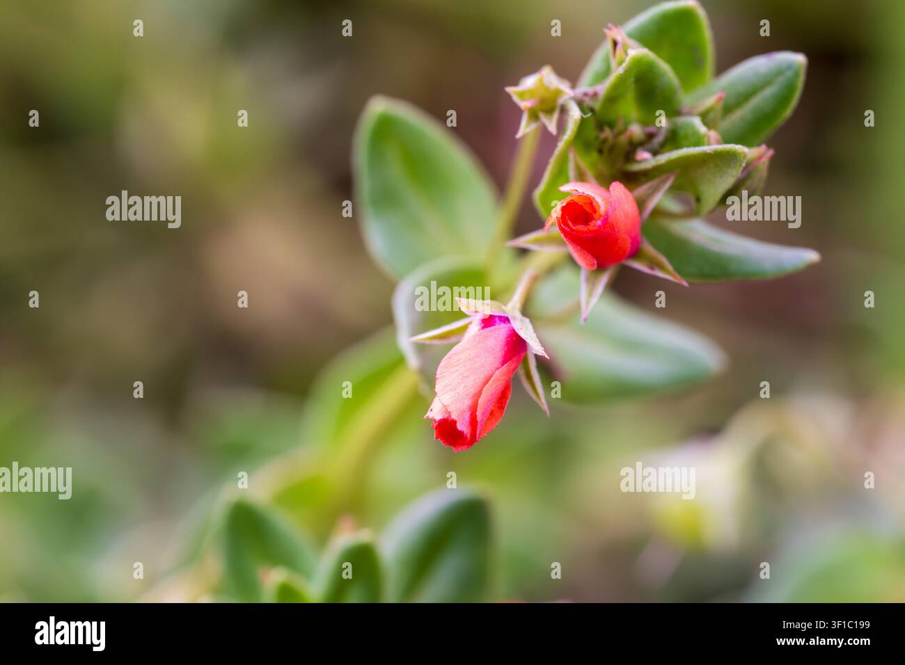 Scharlach-Scharbockskraut (Lysimachia arvensis) rote Blütenknospen öffnen, mit glauken Blättern und stacheligen Kelchblättern, Qursaya-Insel, Kairo, Ägypten. Stockfoto