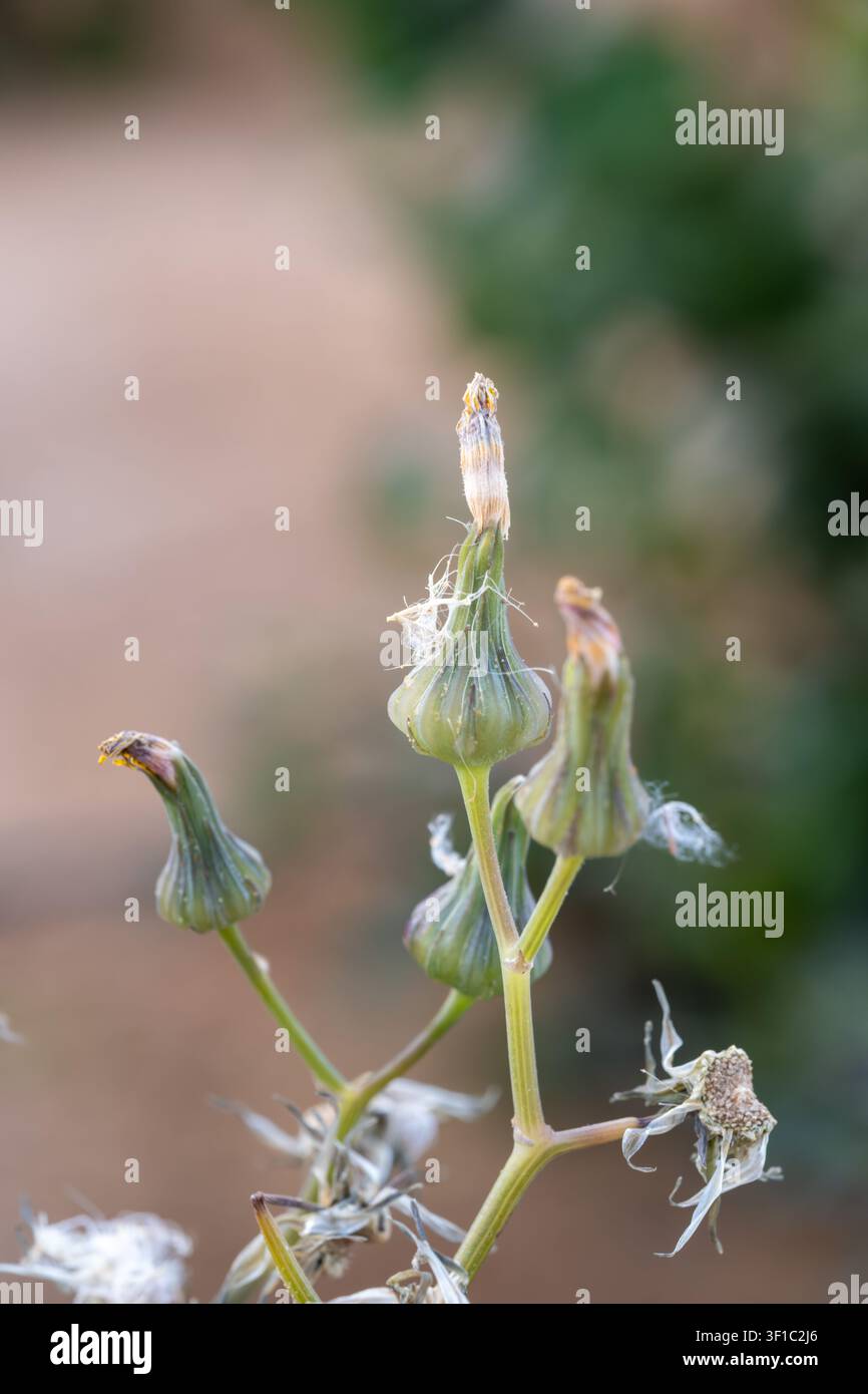 Distel (Asteraceae) Samenstände im späten Stadium mit sich verteilendem Pappus, Ägypten. Stockfoto