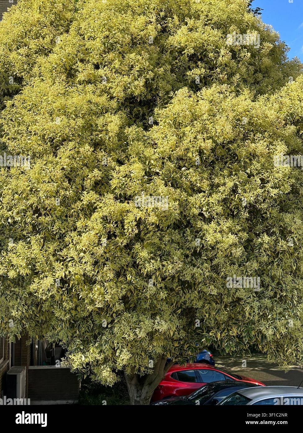 Großer blühender Ligusterbaum mit dichten blassgelben Blüten in einer Stadt. Ein prächtiger gesprenkelter Ligusterbaum, bedeckt mit dicken Büscheln von cremefarbenen Blüten Stockfoto