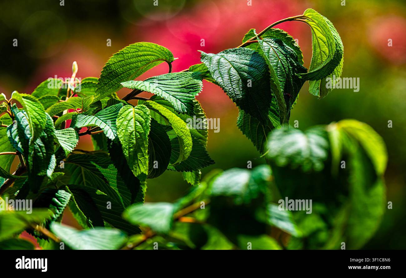 Eine robuste Gummibaum-Pflanze Stockfoto