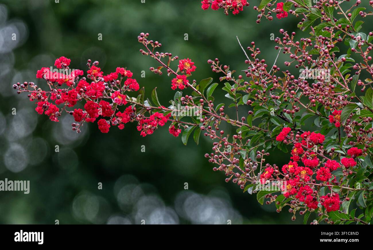 Leuchtend rosa Blüten eines Crepe-Myrtle-Baumes. Stockfoto