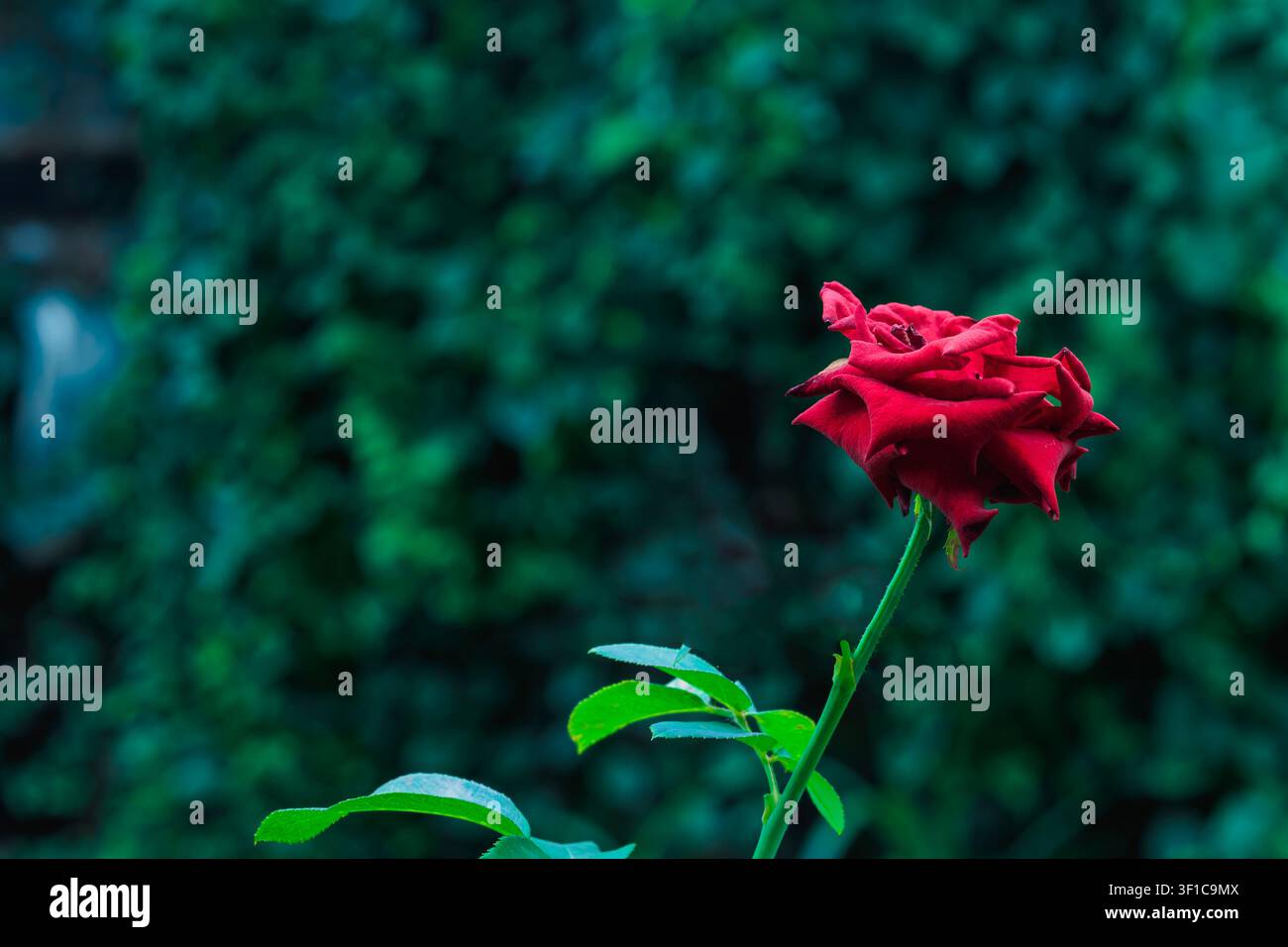Eine einzelne schöne rote Rosenblüte an einem Stiel mit Blättern hebt sich vor einem stimmungsvollen verschwommenen grünen Gartenhintergrund ab. Stockfoto