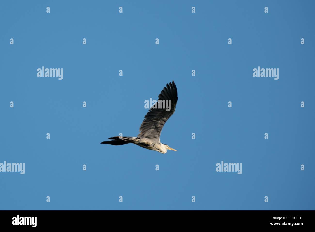 Grauer Reiher fliegt über einen klaren blauen Himmel, von unten gesehen mit vollständig ausgebreiteten Flügeln Stockfoto