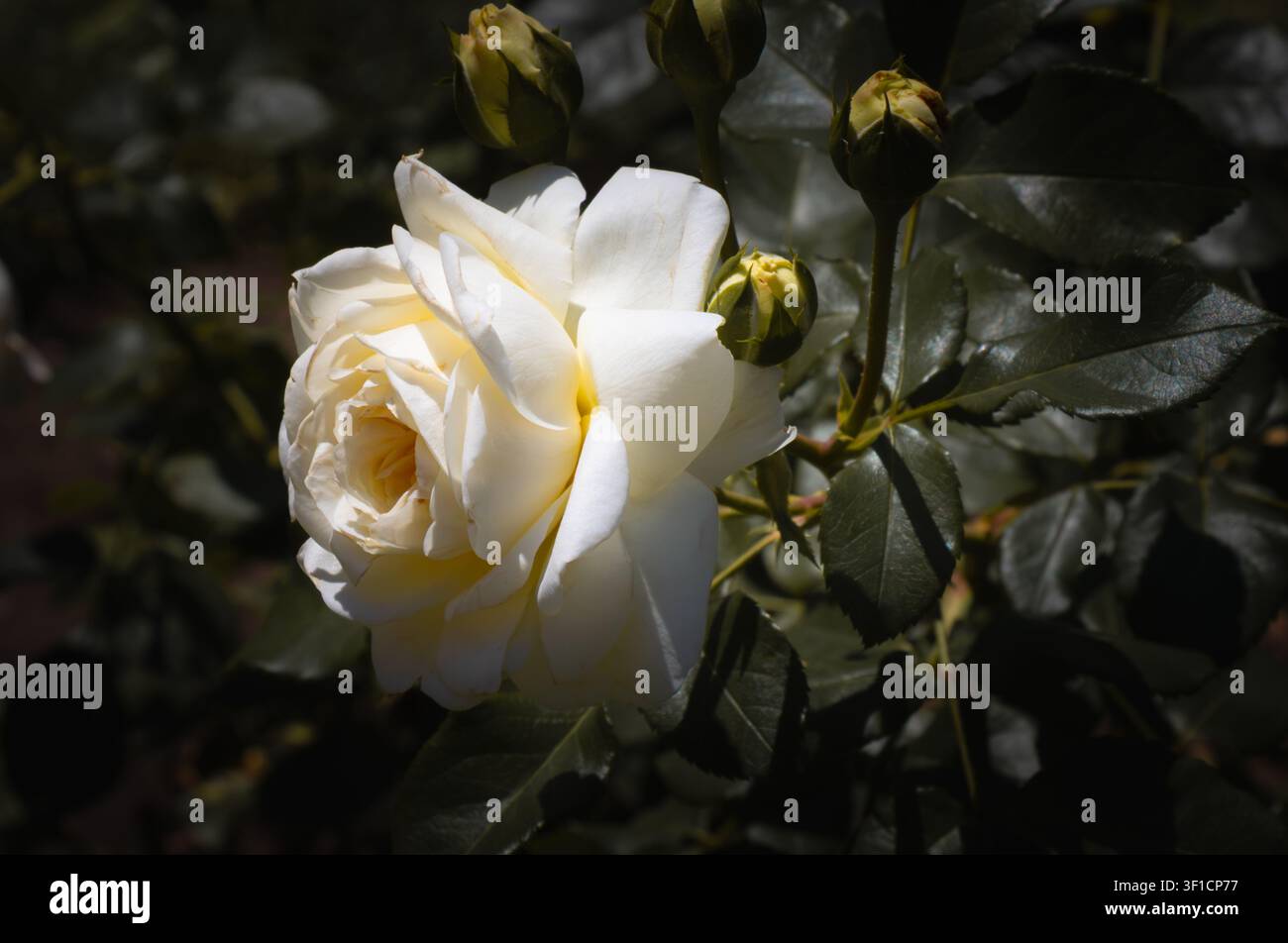 Weiße Rose blüht mit kleinen Knospen in einem dunklen Garten, beleuchtet von dramatischem Sonnenlicht und Schatten für einen eleganten romantischen Blumen-Hintergrund im Nahaufnahme. Stockfoto