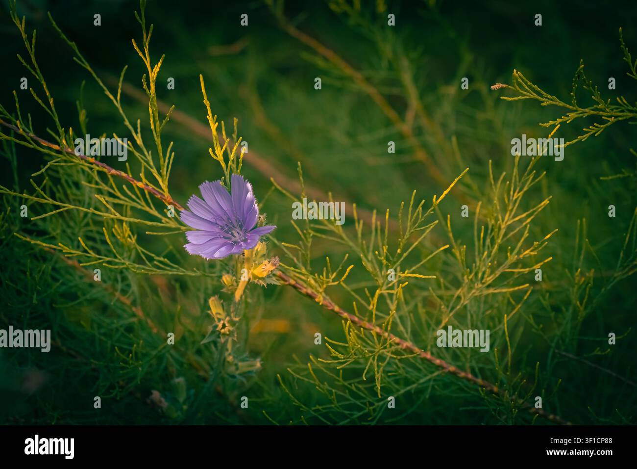 Lila Chicorée-Blüte, die zwischen feinen Tamariskenzweigen im warmen Sonnenlicht blüht, und erzeugt einen stimmungsvollen botanischen Nahaufnahme mit starkem natürlichem Kontrast. Stockfoto