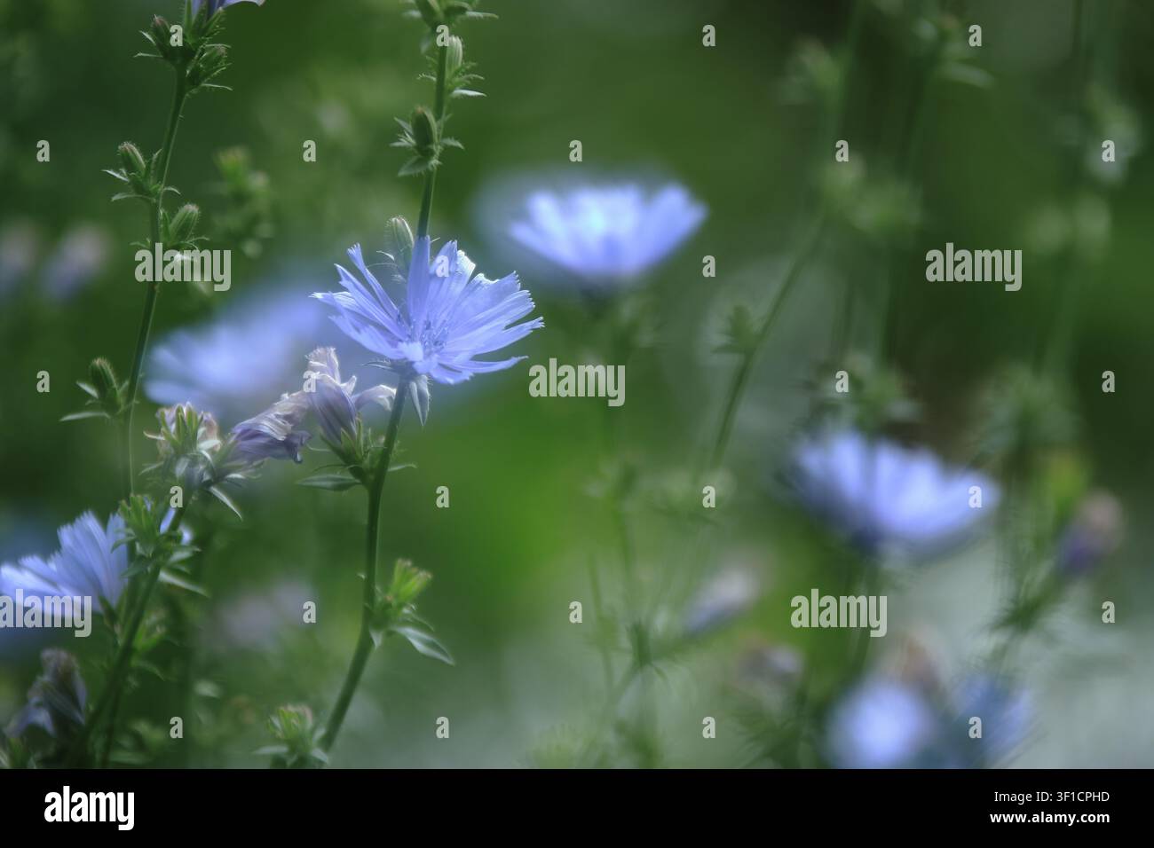 Blaue Chicorée-Blüten, die mit einer Doppelbelichtungs-Technik aufgenommen wurden, wodurch eine geschichtete, träumerische botanische Komposition entsteht. Ätherische überlappende Blütenblätter und weich Stockfoto