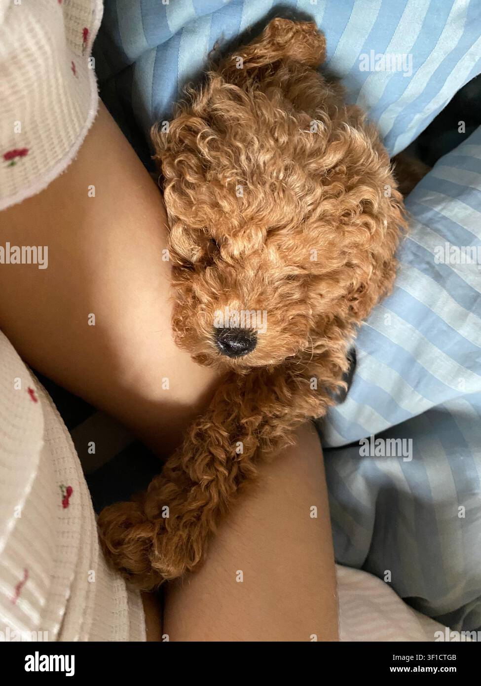 Schlafender Toy-Pudel-Welpe kuschelt auf dem Schoß des Besitzers unter einer kuscheligen blauen Decke im Innenraum. - Smartphone-aufgenommenes Stockfoto