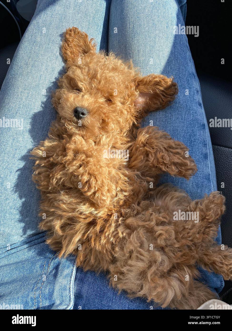 Entzückender Toy-Pudel-Welpe, der während einer sonnigen Autofahrt auf dem Schoß des Besitzers auf dem Bauch schläft. - Smartphone-aufgenommenes Stockfoto