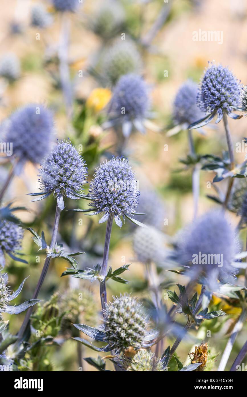 Blüten des Blauen Mann Wolle (Eryngium planum) an der Küste von Eastbourne, East Sussex Stockfoto