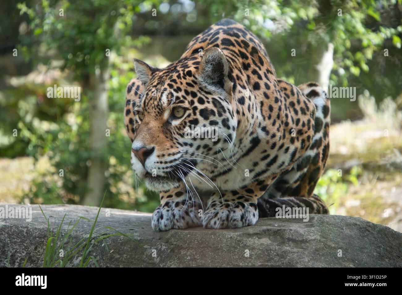 Eine Pantherin, die in die Ferne blickt Stockfoto