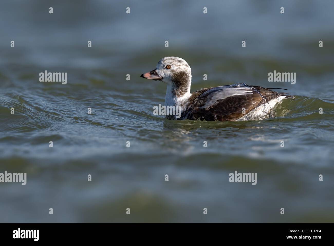 Männliche Langschwanzente fliegt tief über offenem Wasser und zeigt anmutigen Flug in ihrem natürlichen Küstengebiet. Stockfoto