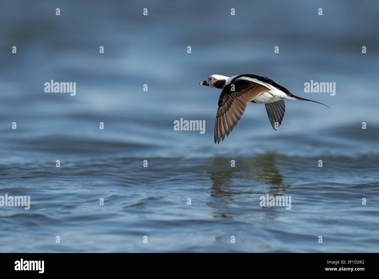 Männliche Langschwanzente fliegt tief über offenem Wasser und zeigt anmutigen Flug in ihrem natürlichen Küstengebiet. Stockfoto