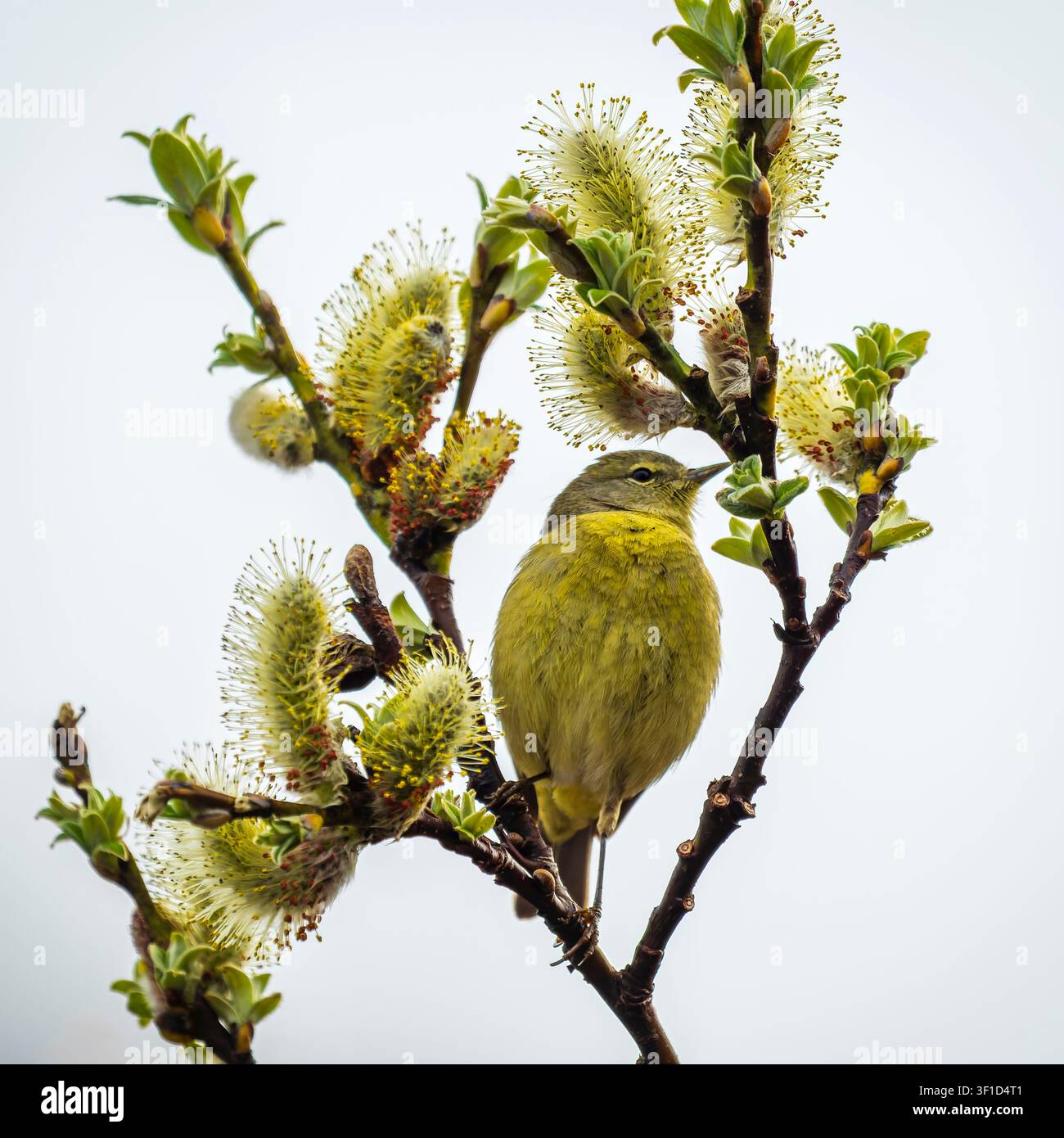 Orangehals-Sangerling, der an Weidenblättern in Südzentral-Alaska forscht. Stockfoto