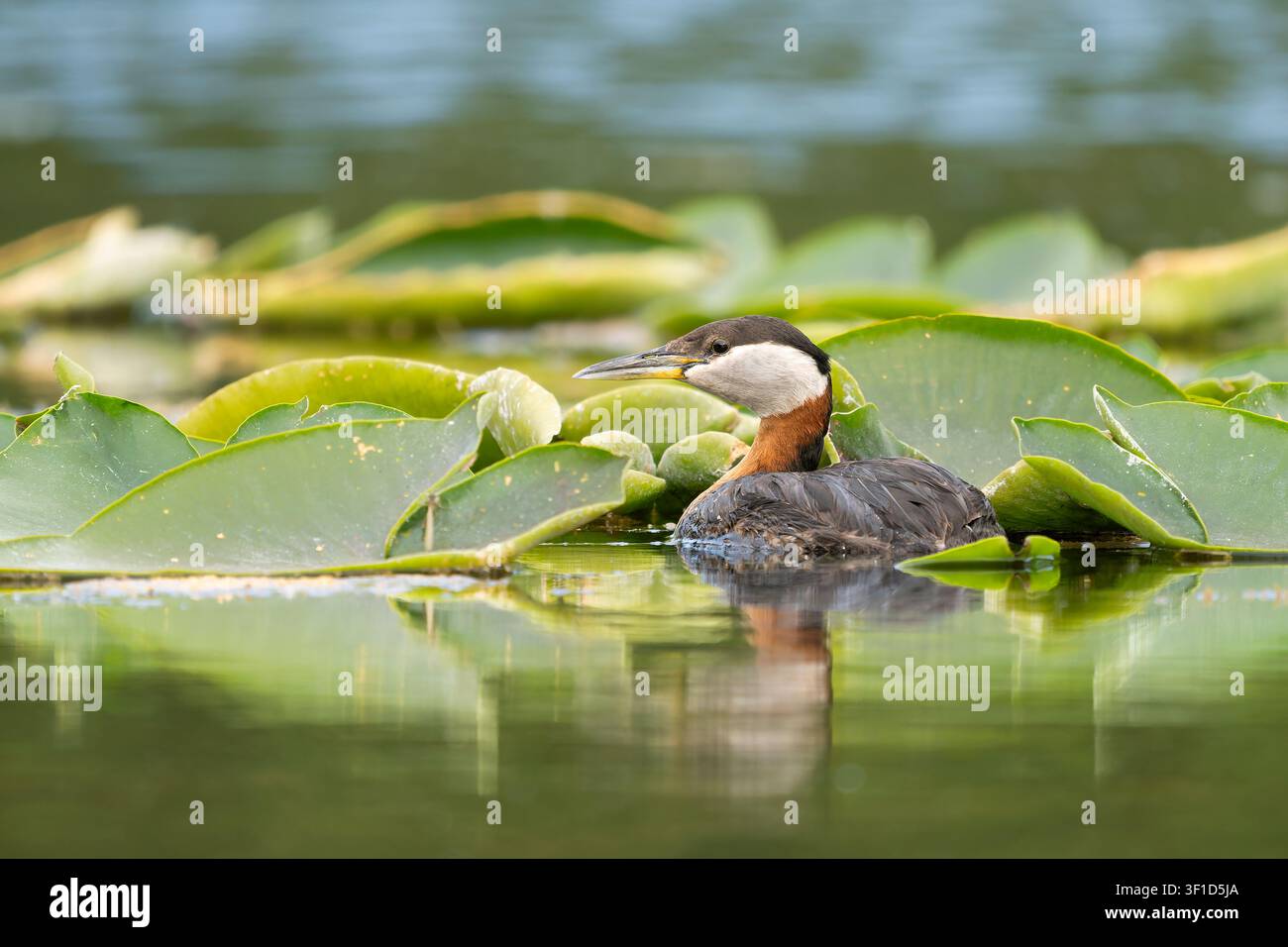 Rothhals-Tauchente zwischen Seerosenblättern auf einem See in Südzentral-Alaska. Stockfoto