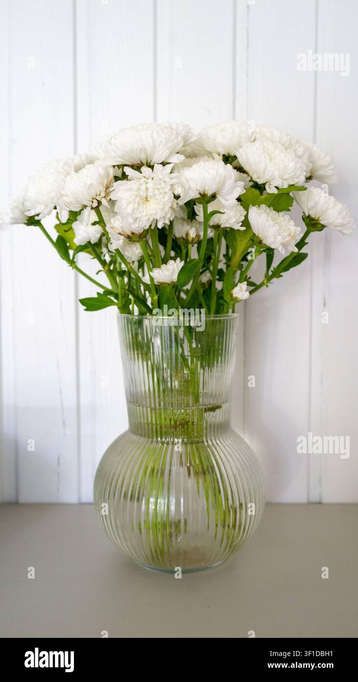 Frische weiße Chrysanthellenstiele, die in einer gerippten Glasvase auf neutraler Tischplatte gesammelt sind, eingerahmt von weißem Holz Hintergrund und sanftem Tageslicht, wodurch eine saubere E Stockfoto