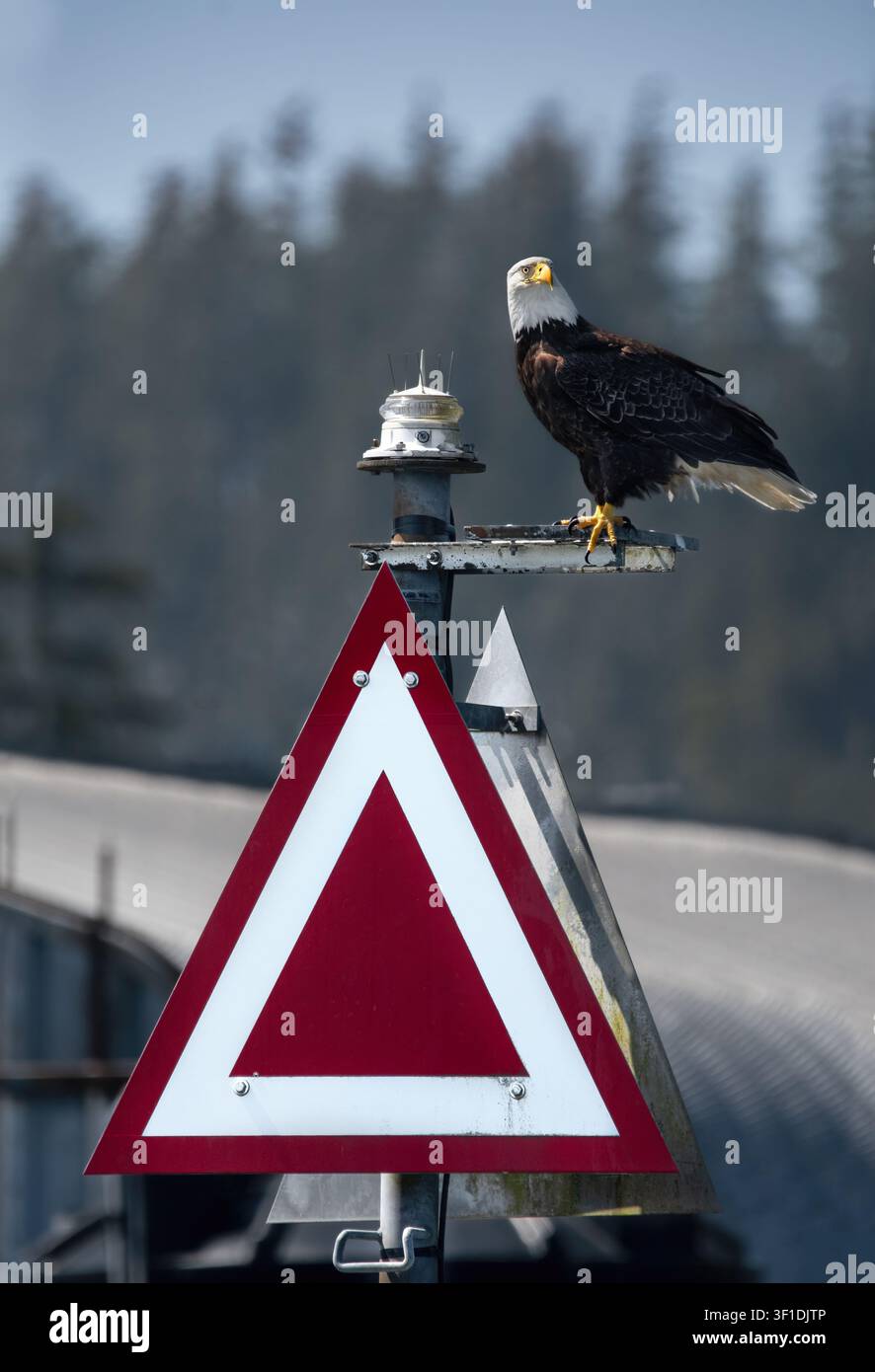 Ein Weißkopfseeadler (Haliaeetus Leucocephalus) sitzt auf einem Backbord-Tageszeichen im Hafen von Tofino, BC, Kanada Stockfoto
