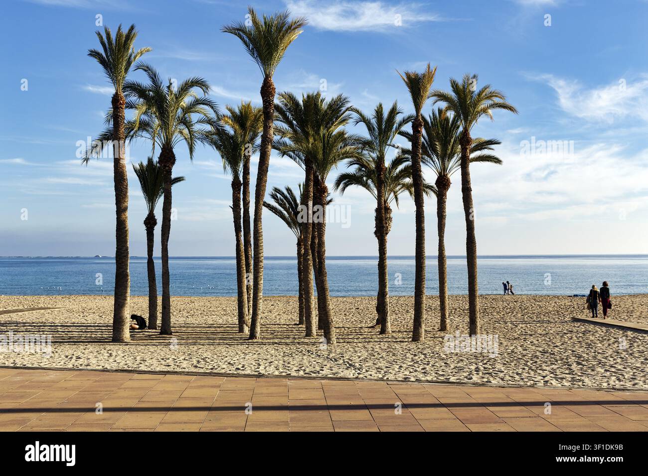 Markanter Palmenhain am Hauptstrand von Playa Centro, türkisblaues Wasser, Spaziergänger, Cirrus, Villajoyosa, Costa Blanca, Spanien Stockfoto