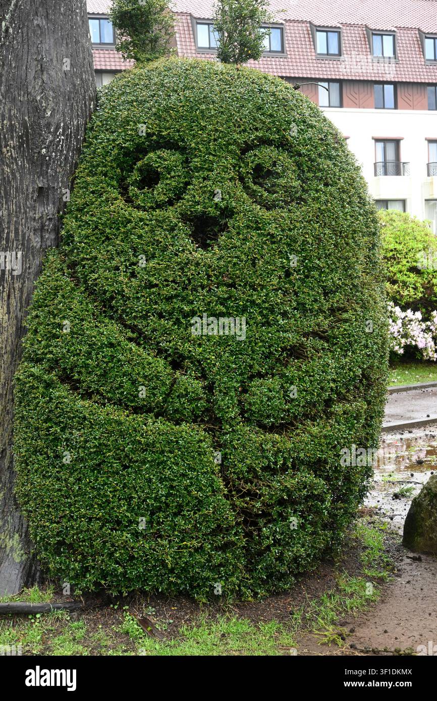 Eine darumaförmige Topiary dekoriert die Gärten des Yama no Hotel in Hakone, Präfektur Kanagawa, Japan. Der sorgfältig geschnittene Zierstrauch spiegelt wider Stockfoto