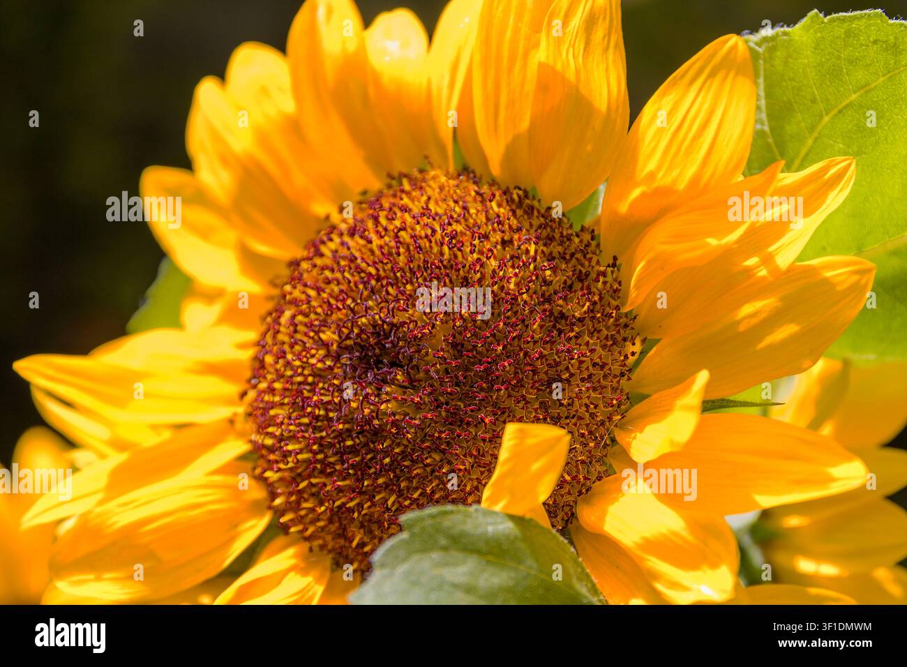 Lebendiger gelber Sonnenblumenkopf in voller Blüte, Nahaufnahme Stockfoto