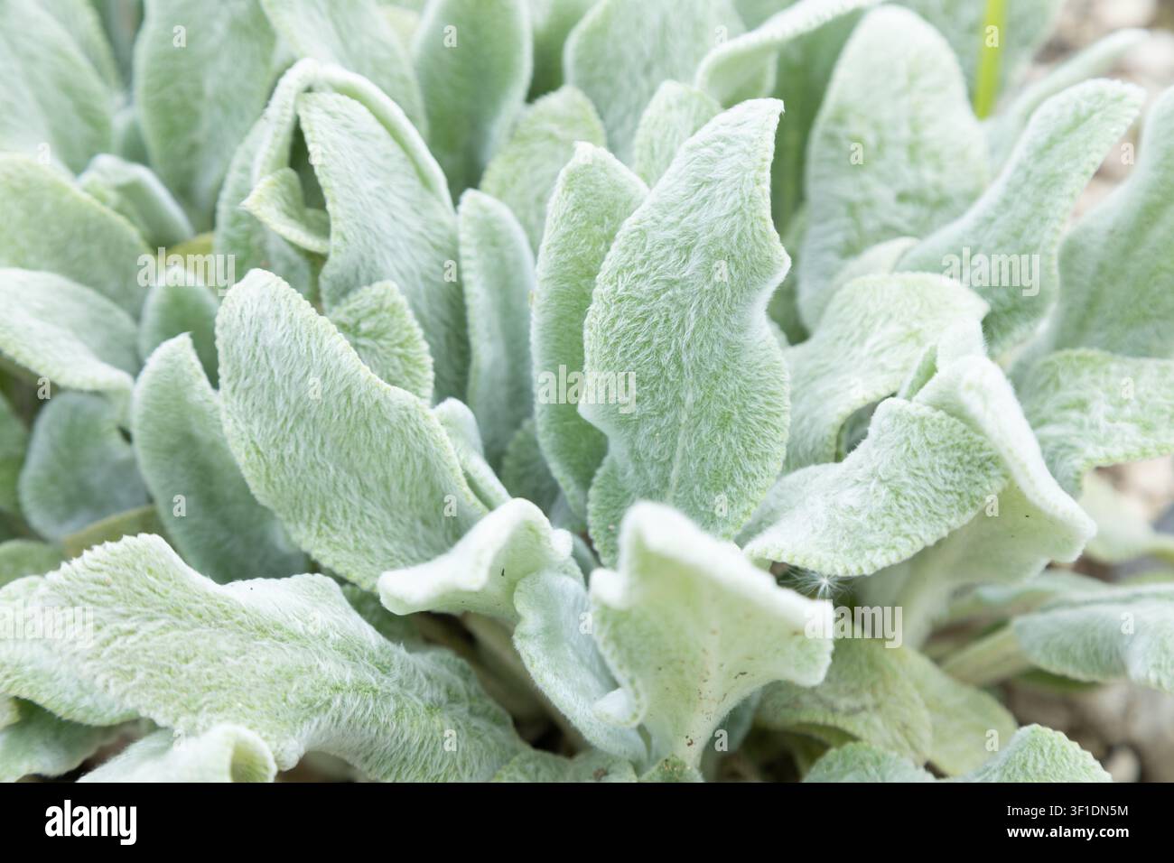 Unscharfer Nahaufnahme der silbrig-grünen Blätter der Lammohr-Pflanze Stockfoto