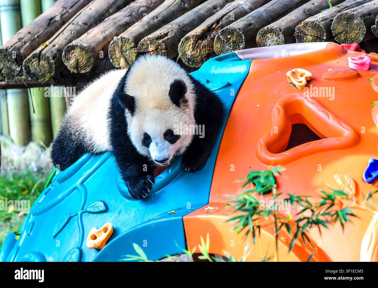 Peking, China. 12. Juli 2026. Der riesige Panda Wang Shu spielt während einer Feier zu ihrem ersten Geburtstag im Zoo Chongqing im südwestchinesischen Chongqing, am 12. Juli 2026. Das riesige Pandawelpe von Liang Yue wurde hier am Sonntag, ihrem ersten Geburtstag, offiziell auf „Wang Shu“ getauft. Mit einer Geburtsgewicht von nur 188 Gramm wiegt Wang Shu nun 36,5 Kilogramm. Credit: Tang Yi/Xinhua/Alamy Live News Stockfoto