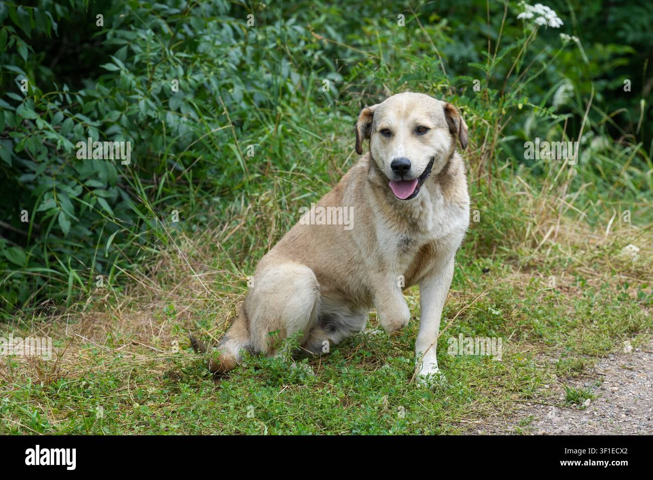 Ein dreibeiniger, hellbrauner Hund sitzt glücklich auf einem grasbewachsenen Fleck vor dichten grünen Büschen Stockfoto