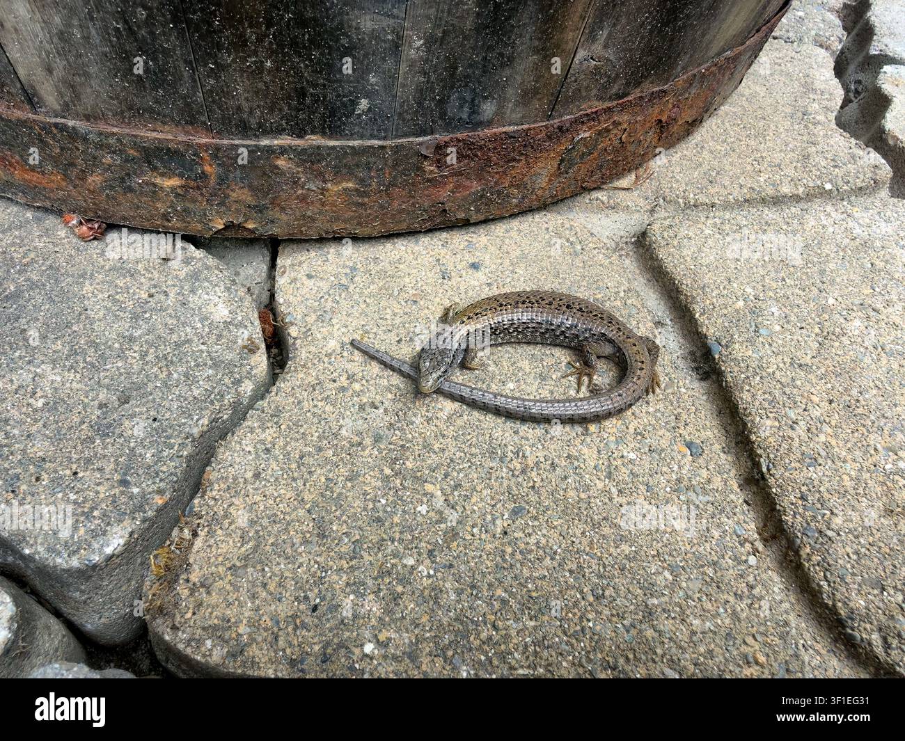 Eine nördliche Alligator-Eidechse, die während der Sommersaison auf einem Steinpflaster neben einem alten Gartenfassübertopf liegt Stockfoto