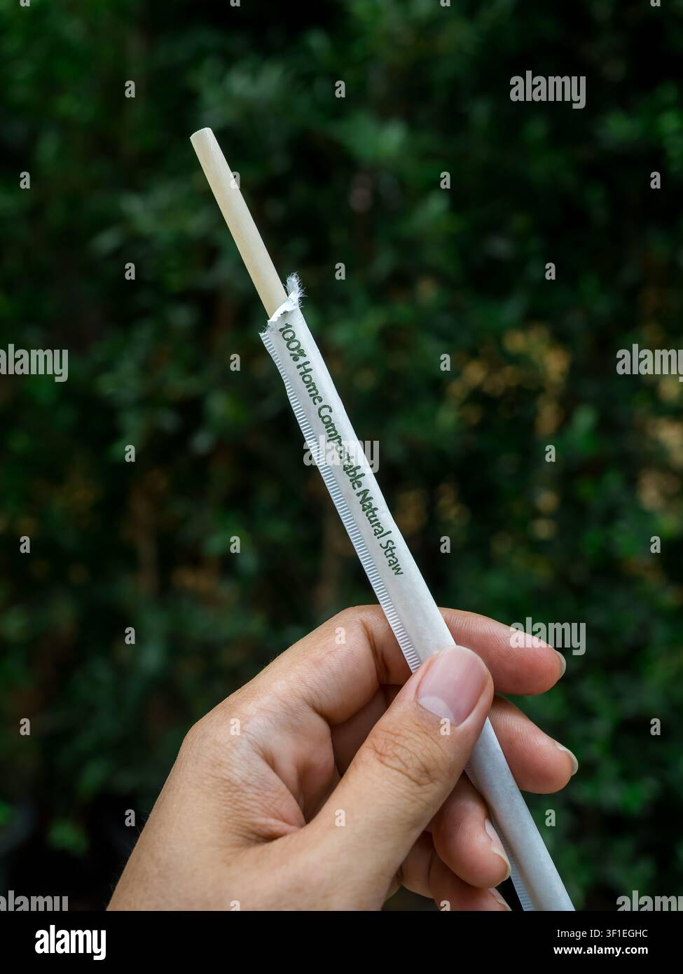 Hand, die einen 100 Prozent heimkompostierbaren Naturhalm in umweltfreundlicher Verpackung hält. Nachhaltiger und verantwortungsvoller Lebensstil, plastikfreie Alternative Stockfoto