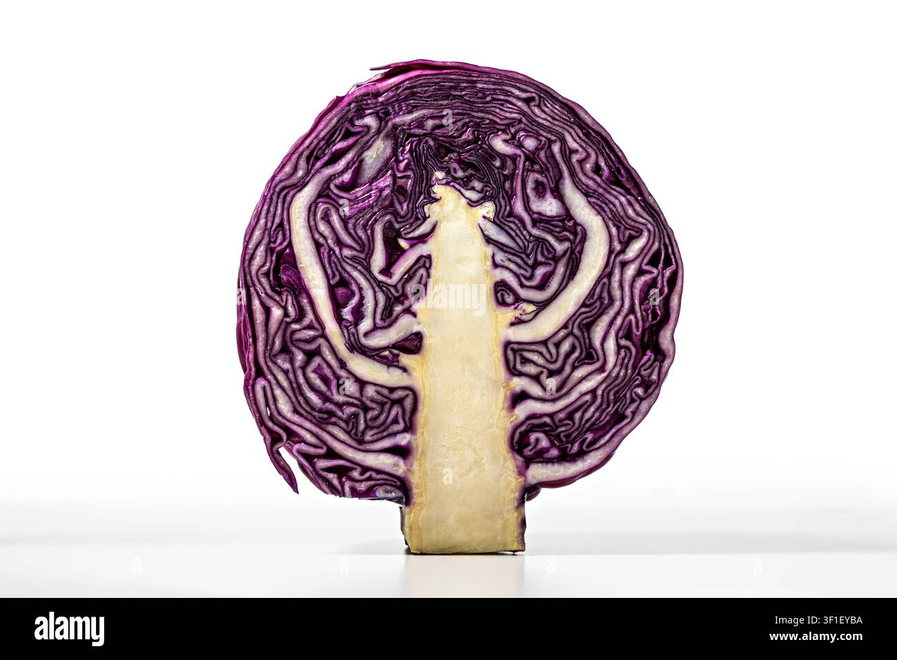 Rotkohl-Scheibe auf weißem Hintergrund für Organic-Food-Design und Gesundheitskonzepte Stockfoto