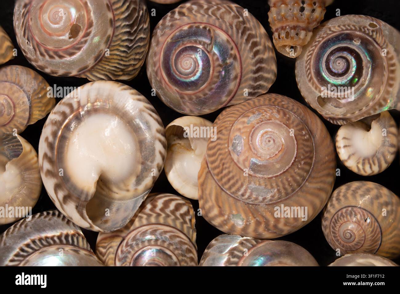 Detaillierter Obersichts-Texturrückgrund verschiedener Meeres Schneckenhäuser mit weichen Braun-, Creme- und Rosatönen. Stockfoto des Meereslebens. Stockfoto